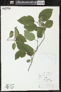 Viburnum lentago image