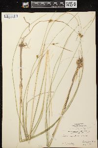 Carex oligosperma image