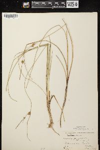 Carex oligosperma image