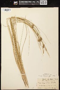 Carex oligosperma image