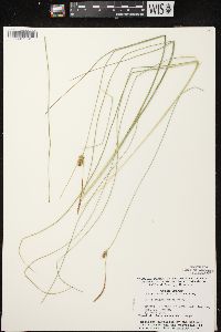 Carex oligosperma image