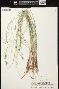 Carex oligosperma image