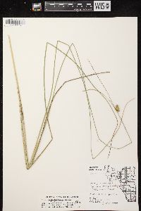 Carex oligosperma image