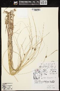 Carex oligosperma image