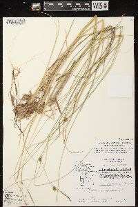 Carex oligosperma image