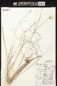 Eriophorum vaginatum image