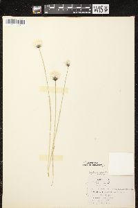 Eriophorum vaginatum image