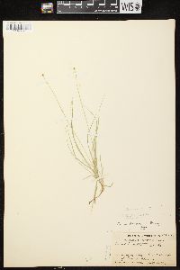 Carex disperma image