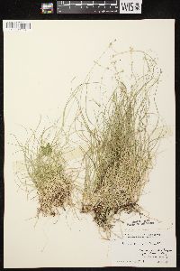 Carex disperma image