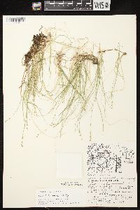 Carex disperma image