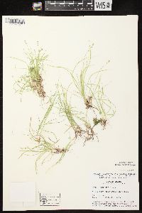 Carex disperma image