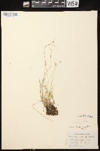 Carex disperma image