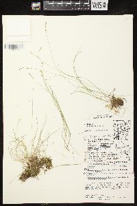 Carex disperma image