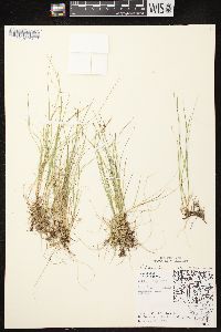 Carex disperma image