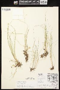 Carex disperma image