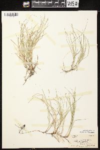 Carex disperma image