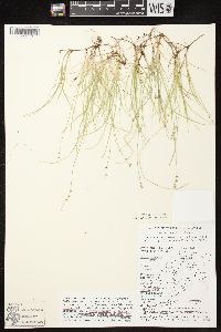 Carex disperma image