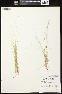 Carex disperma image