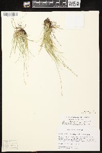 Carex disperma image