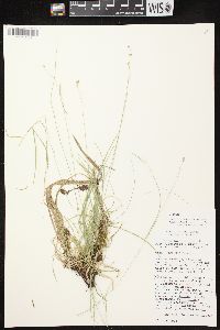 Carex disperma image