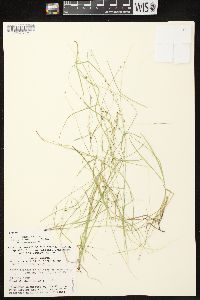 Carex disperma image