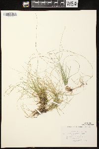 Carex disperma image