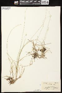 Carex disperma image