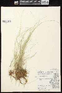 Carex disperma image