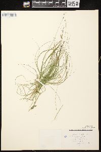 Carex disperma image