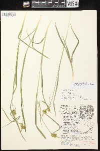 Carex flava image