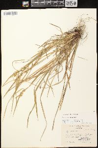 Carex flava image