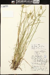 Carex flava image