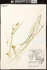 Carex flava image