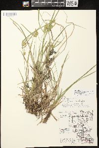 Carex flava image