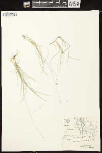 Carex disperma image