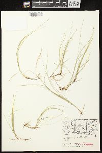 Carex disperma image