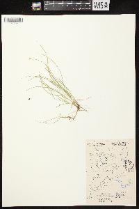 Carex disperma image