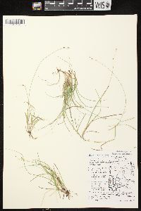 Carex disperma image