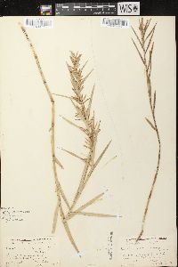 Dulichium arundinaceum var. arundinaceum image