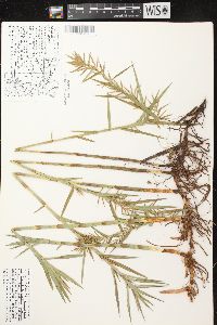 Dulichium arundinaceum var. arundinaceum image