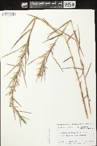 Dulichium arundinaceum var. arundinaceum image