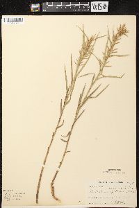 Dulichium arundinaceum var. arundinaceum image