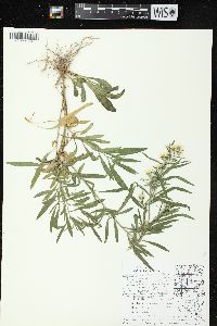 Symphyotrichum pilosum var. pilosum image