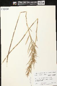 Dulichium arundinaceum var. arundinaceum image