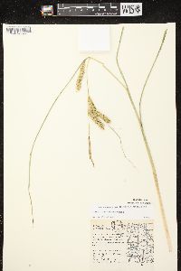 Carex rostrata image