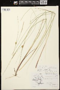 Carex oligosperma image