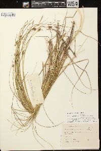 Carex oligosperma image