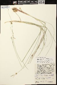 Carex oligosperma image