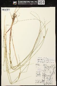 Carex oligosperma image