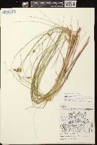 Carex oligosperma image